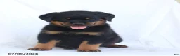 Rottweiler dogs for sale: Renzo - Ad 5
