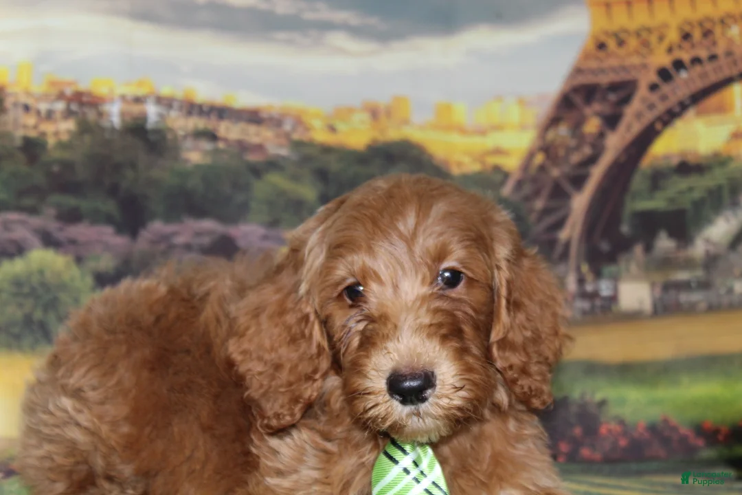 Gallery Image {{count}}