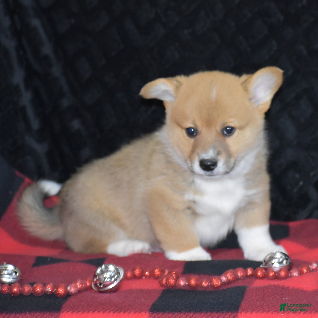 Welsh Corgi Pembroke dogs for sale: Moonbeam - Ad 8