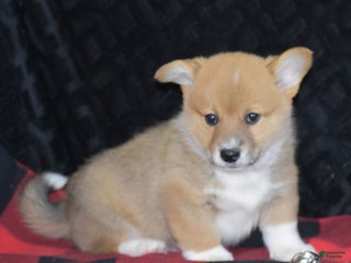 Welsh Corgi Pembroke dogs - Ad 25