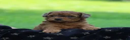 Bichpoo dogs for sale: Niagara - Ad 4