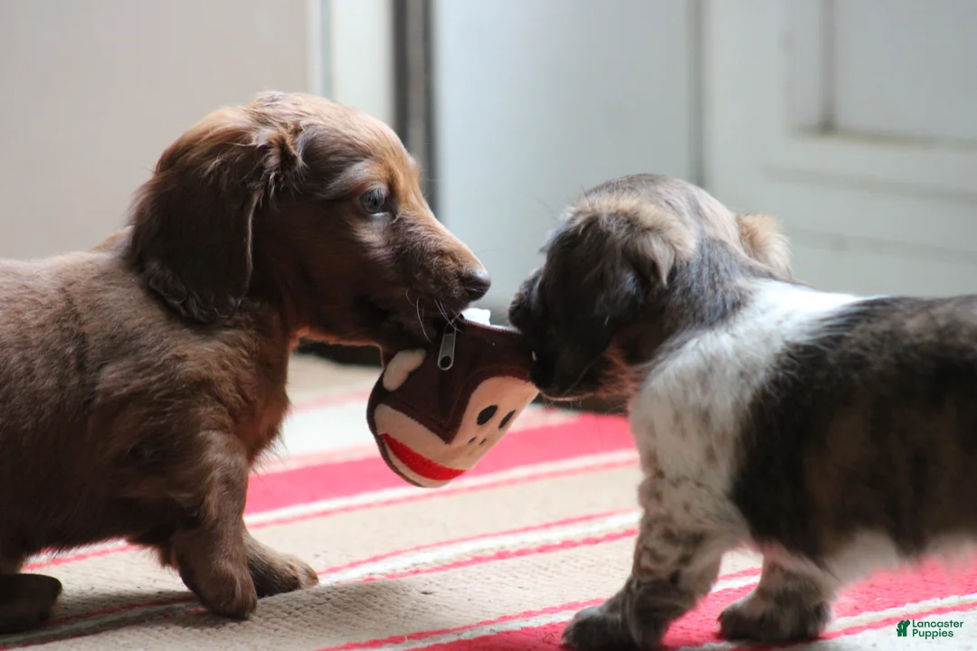 Miniature Dachshund dogs for sale: Bonita - Ad 19