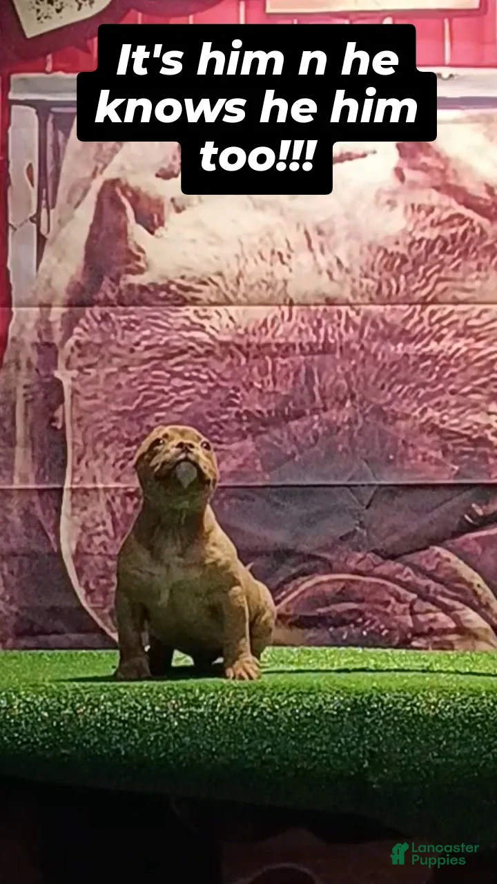 American Bully dogs for sale: American Bully Puppy 2 - Ad 2