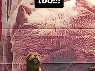 American Bully dogs for sale: American Bully Puppy 2 - Ad 2