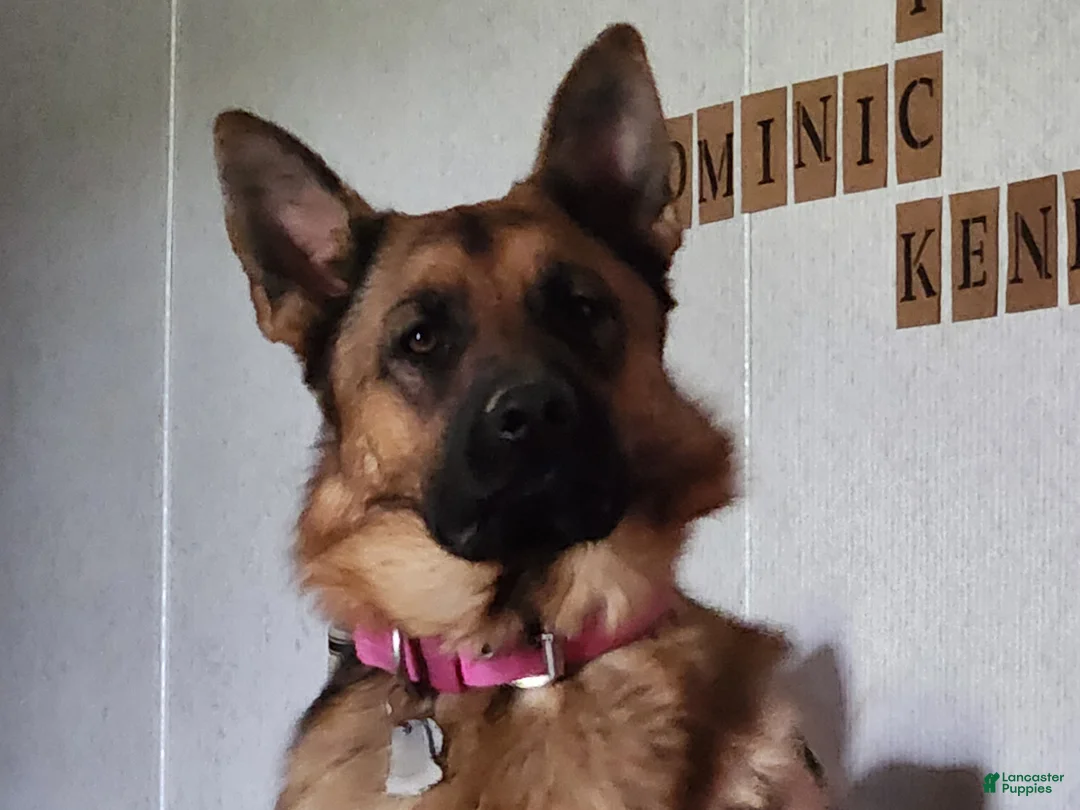 German Shepherd dogs for sale: German Shepherd Puppy 4 - Ad 2