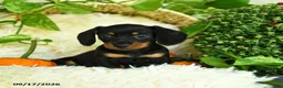 Miniature Dachshund dogs for sale: Scuffy - Ad 2