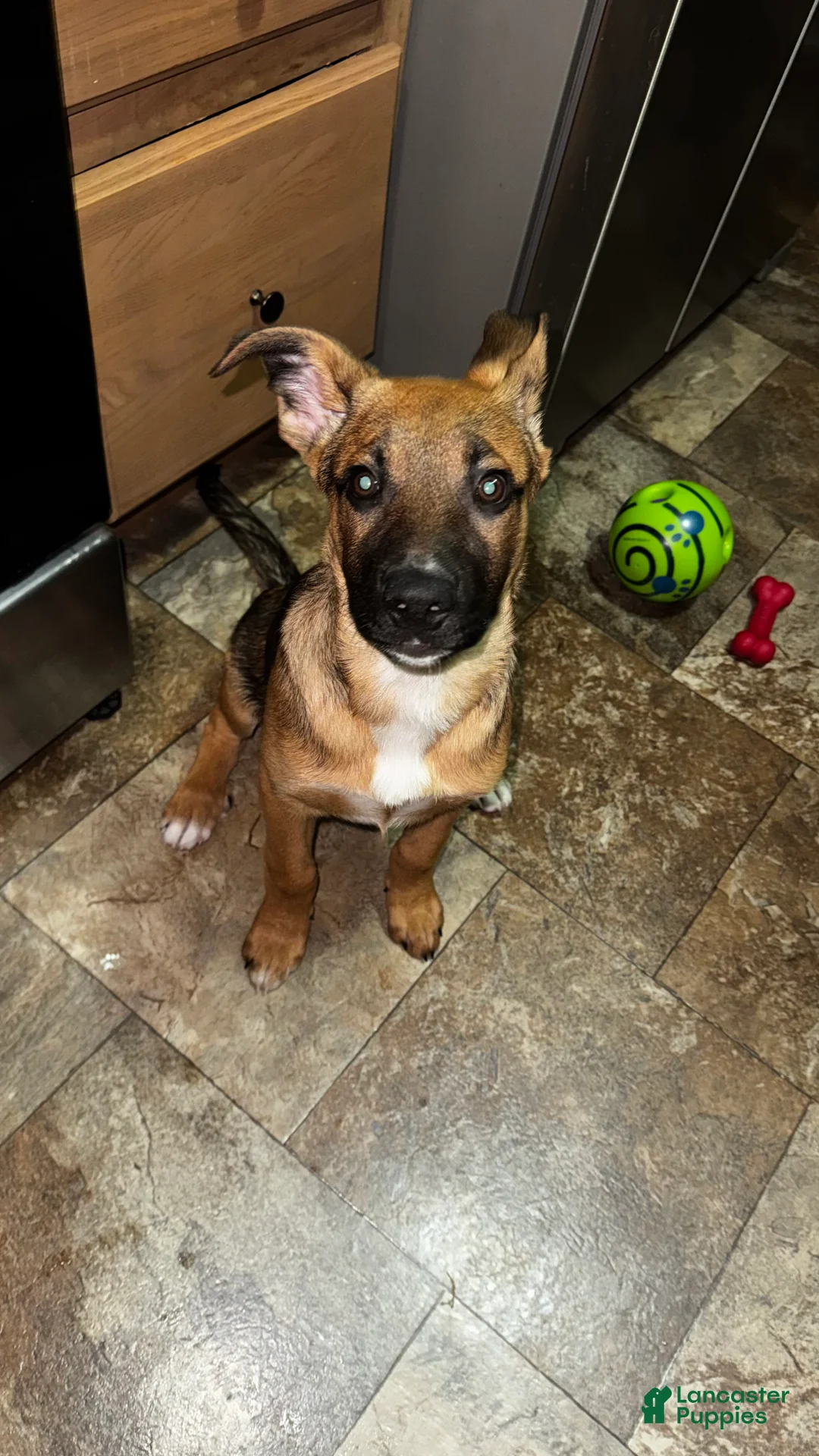 Gerberian Shepsky dogs for sale: Gerberian Shepsky Puppy 1 - Ad 2