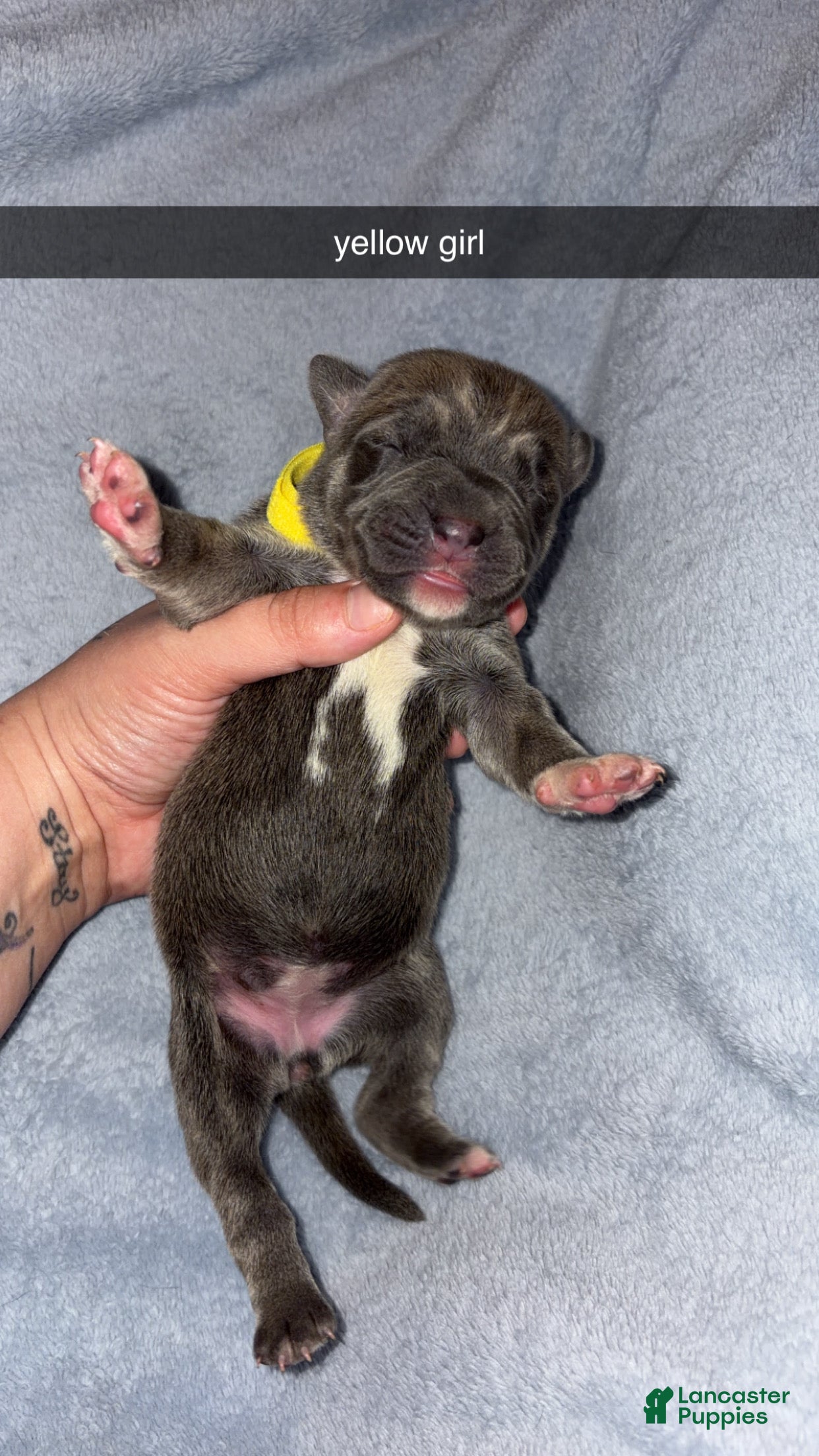 Cane Corso dogs for sale: Cane Corso 5 - Ad 2
