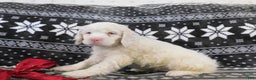 Cocker Spaniel dogs for sale: Vanilla - Ad 2