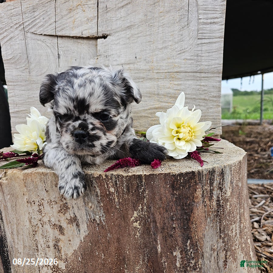 French Bulldog dogs Josh - Ad 2