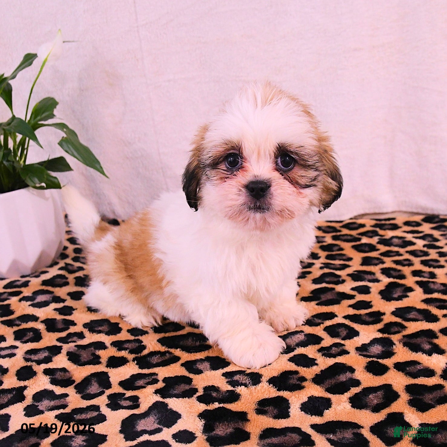 Shih Tzu dogs Jake - Ad 2