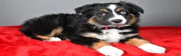 Miniature Australian Shepherd dogs for sale: Hannah - Ad 6