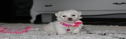 Bichon Frise dogs for sale: 🩷Jasmine🩷  - Ad 6