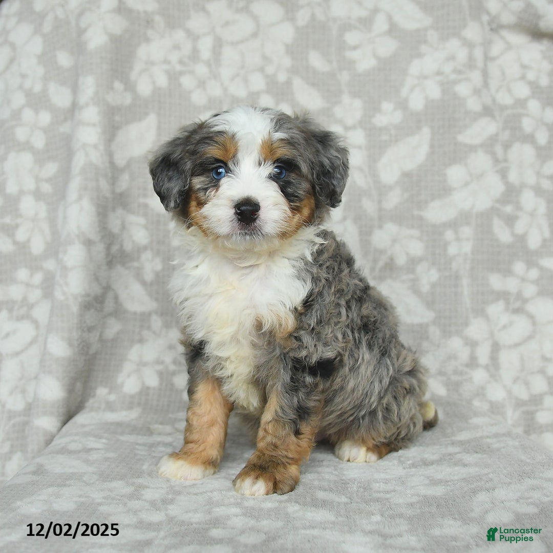 Mini Bernedoodle dogs for sale: Tommie - Ad 2
