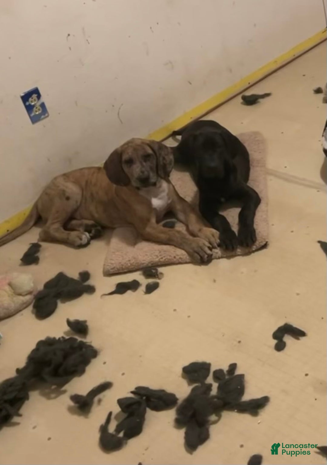 Great Dane dogs for sale: Petal - Ad 5