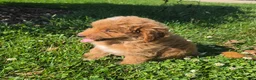 Mini Goldendoodle dogs for sale: Ken - Ad 4
