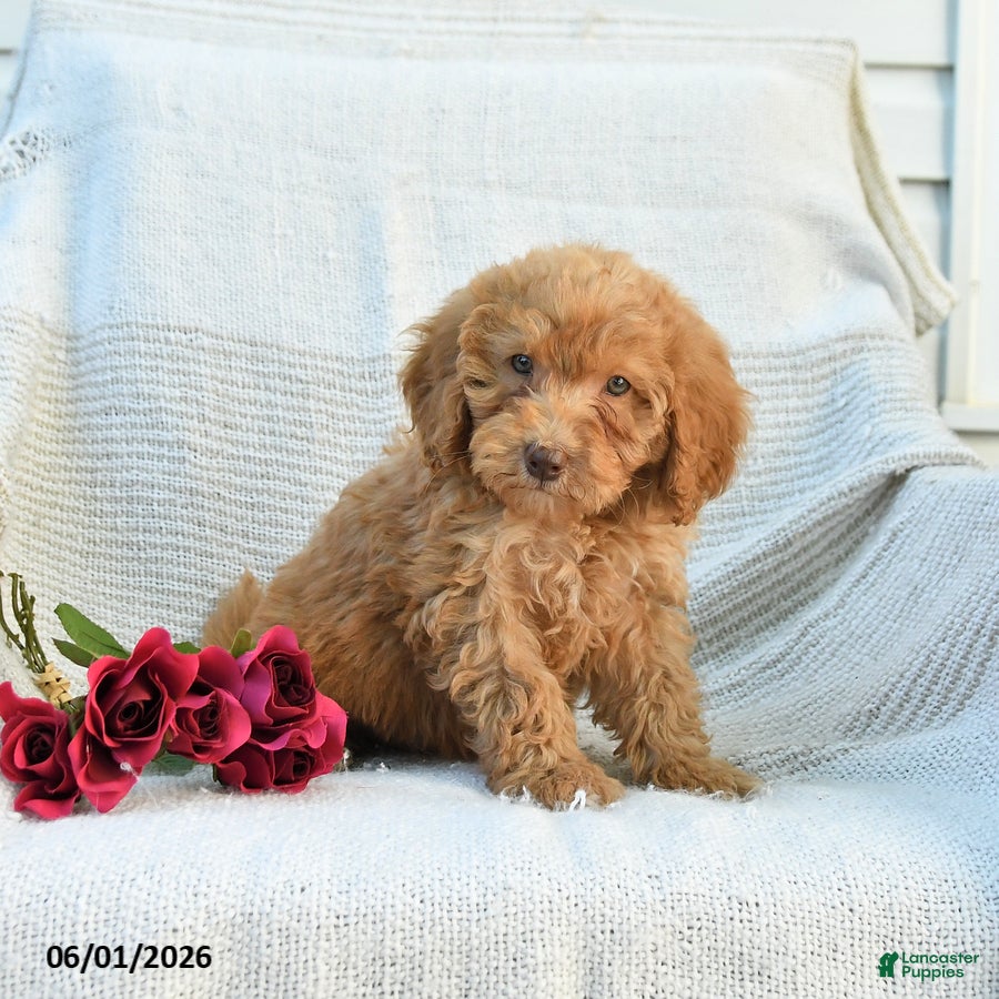 Mini Goldendoodle dogs Melody - Ad 2
