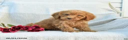 Mini Goldendoodle dogs for sale: Melody - Ad 7