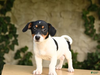 Jack Russell Terrier dogs - Ad 40