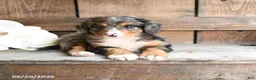 Mini Bernedoodle dogs for sale: Layla - Ad 4