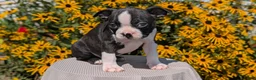 Boston Terrier dogs for sale: Turbo - Ad 3