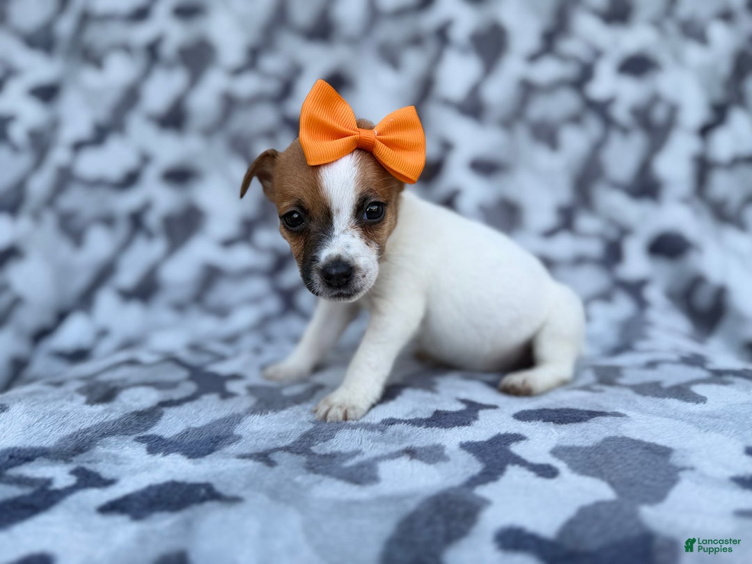 Jack Russell Terrier dogs for sale: Blakeleigh - Ad 2