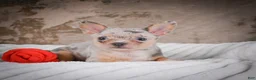 Chihuahua dogs for sale: Phillip - Ad 3
