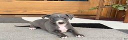 Italian Greyhound dogs for sale: JJ - Ad 7