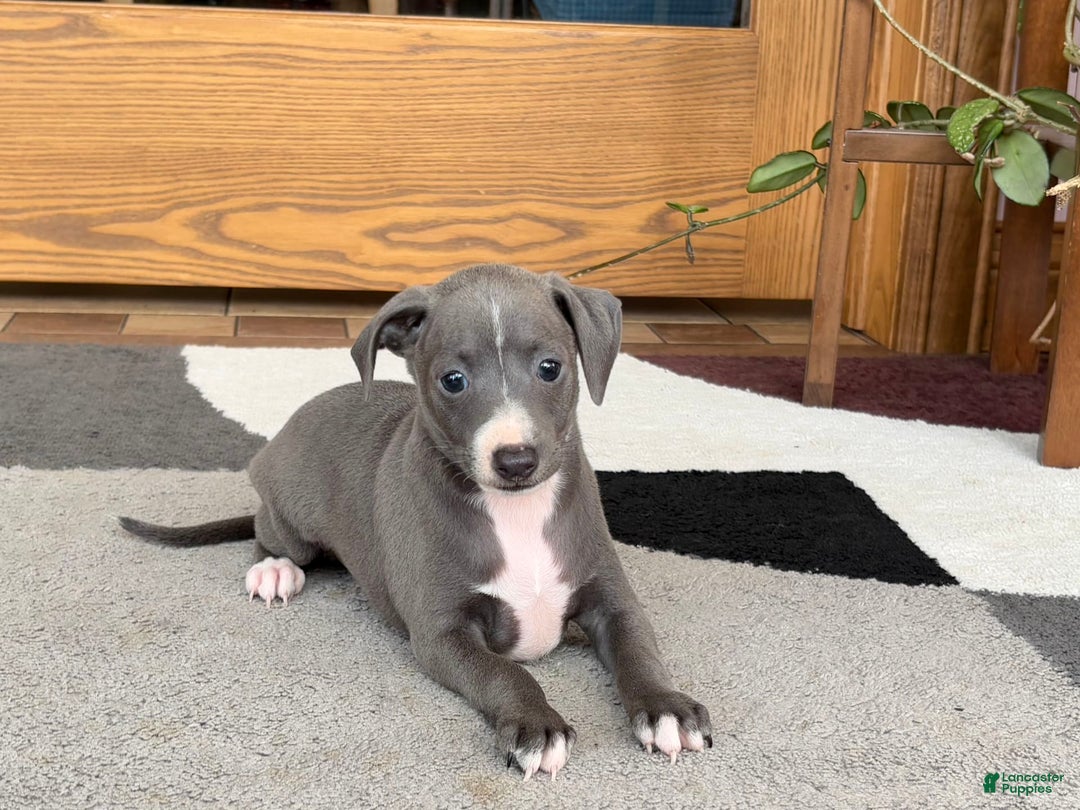 Italian Greyhound dogs for sale: JJ - Ad 7