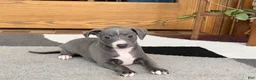 Italian Greyhound dogs for sale: JJ - Ad 7