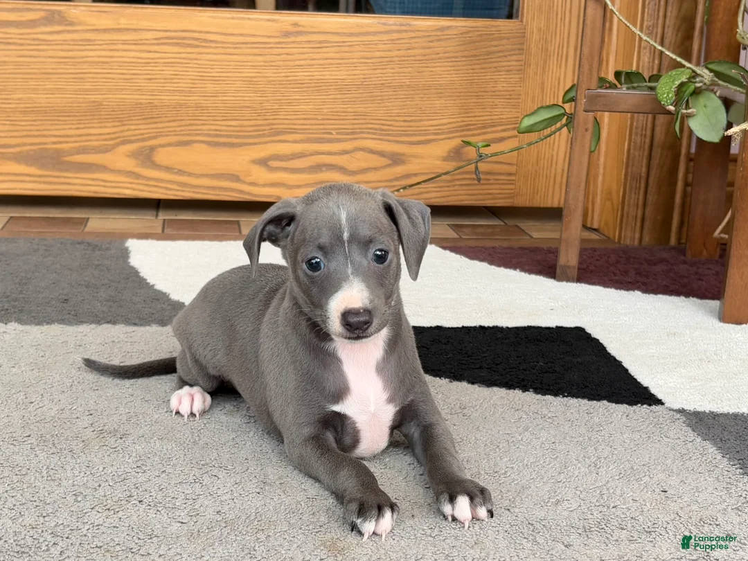 Italian Greyhound dogs for sale: JJ - Ad 7