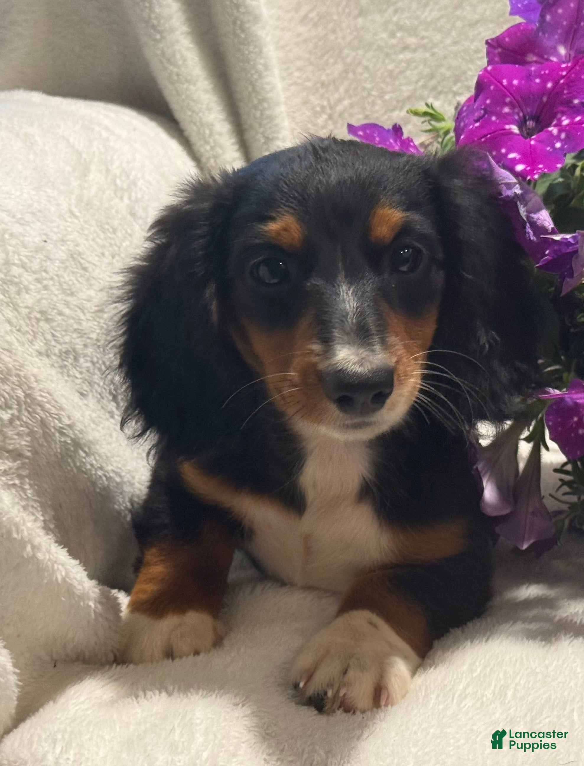 Miniature Dachshund dogs Patrick  - Ad 1