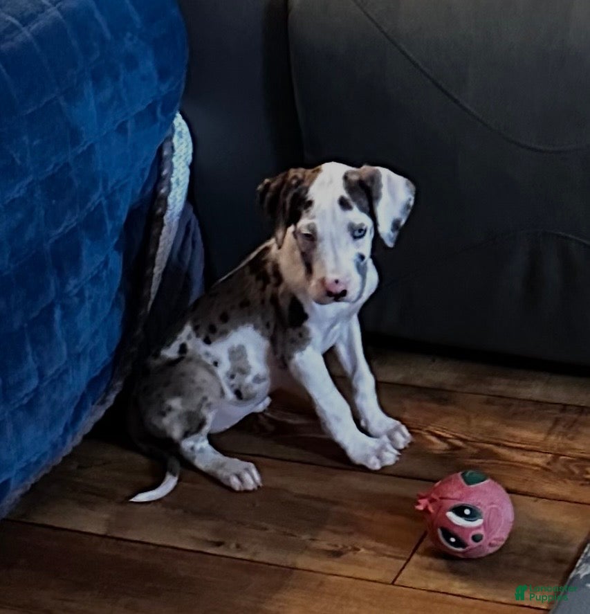 Great Dane dogs Zoey - Ad 7