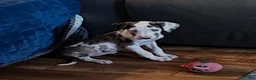 Great Dane dogs for sale: Zoey - Ad 1