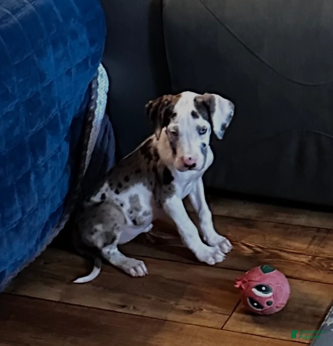 Great Dane dogs for sale: Zoey - Ad 1