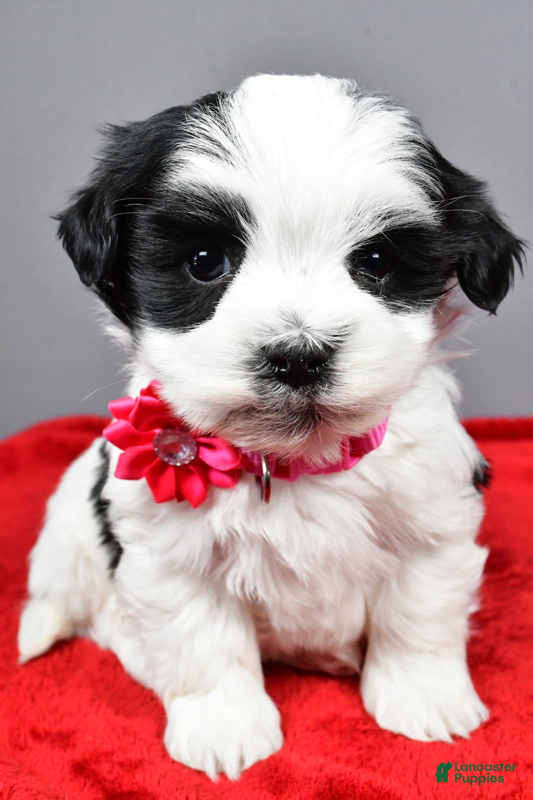 Havanese dogs for sale: Daliah - Ad 5