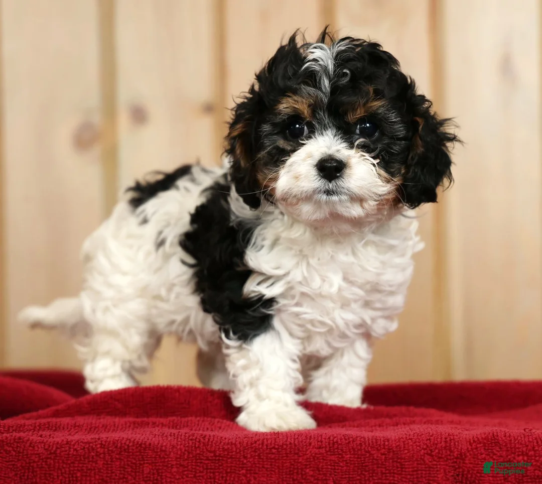 Cavapoo dogs for sale: Valentine - Ad 1