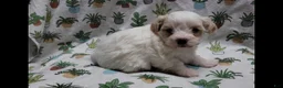 Maltipoo dogs for sale: Willow - Ad 4