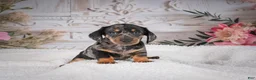 Miniature Dachshund dogs for sale: AKC-Marco - Ad 3