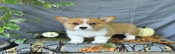 Welsh Corgi Pembroke dogs for sale: Addie - Ad 1