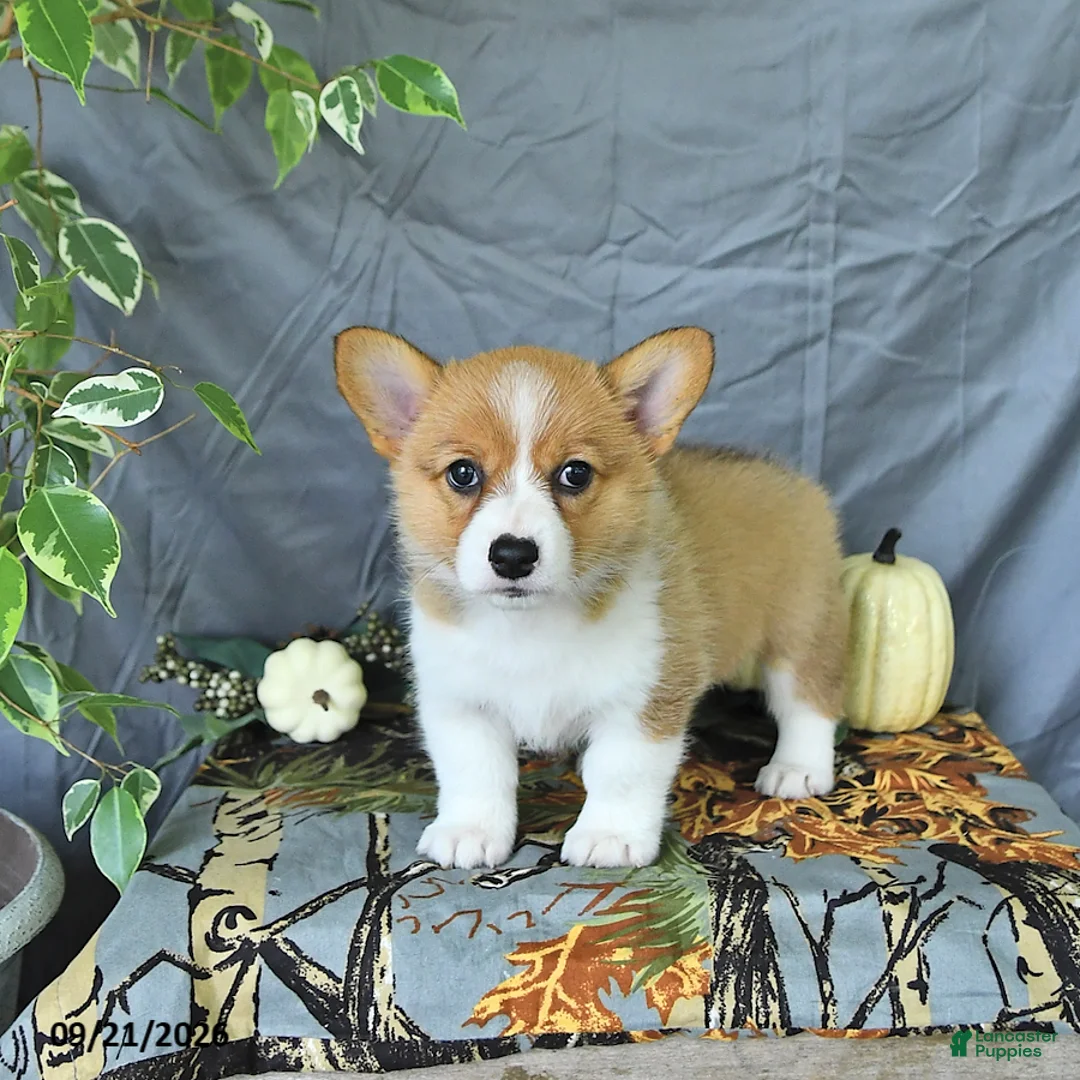 Welsh Corgi Pembroke dogs for sale: Addie - Ad 1