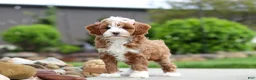 Cavapoo dogs for sale: Peaches - Ad 2
