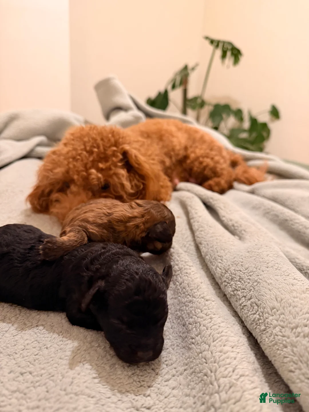 Toy Poodle dogs for sale: Beto - Ad 4