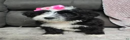 Mini Bernedoodle dogs for sale: Mini Wendy - Ad 3