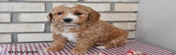 Bichpoo dogs for sale: Candy - Ad 3