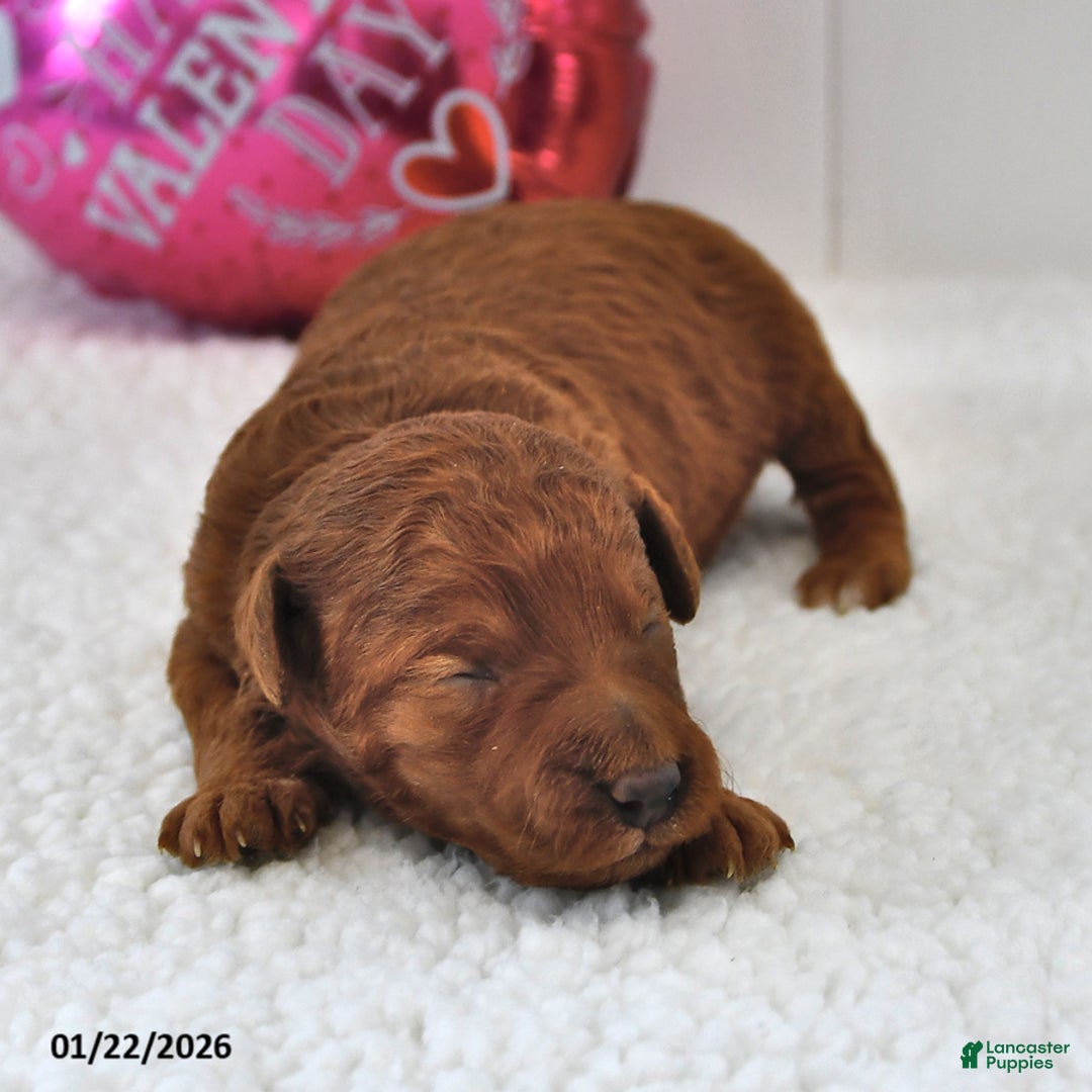 Mini Goldendoodle dogs for sale: Brownie - Ad 3