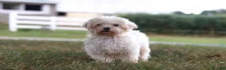 Morkie dogs for sale: River - Ad 9