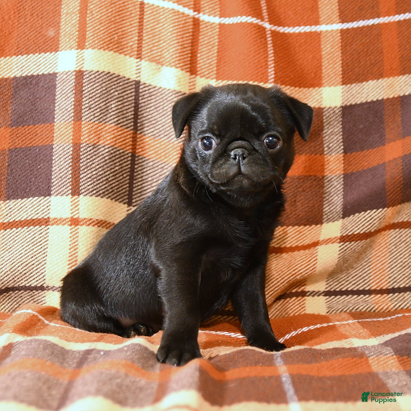 Pug dogs Buster - Ad 1