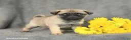 Pug dogs for sale: Peanut  - Ad 4