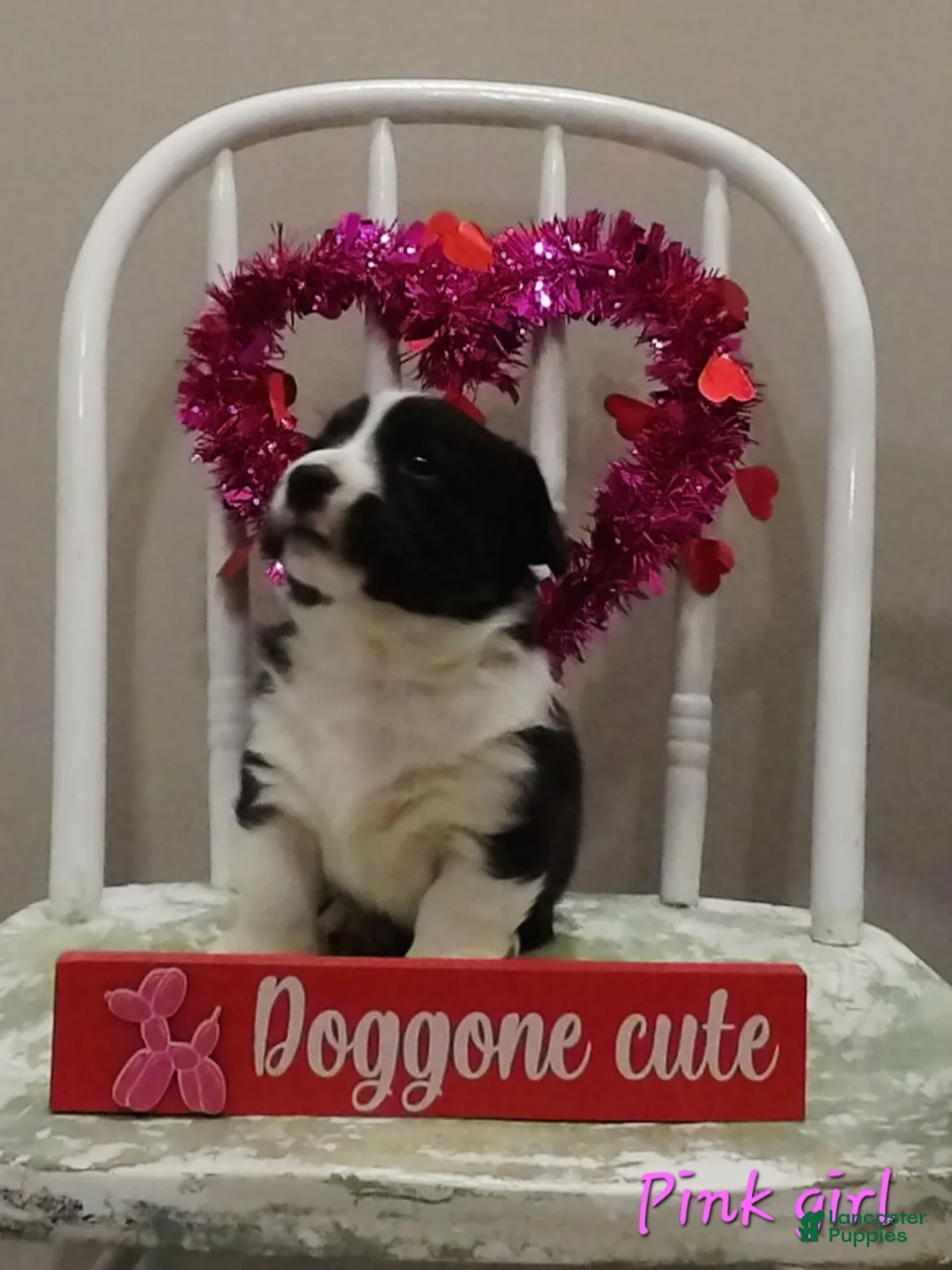 Welsh Corgi Cardigan dogs for sale: Welsh Corgi Cardigan Puppy 4 - Ad 1